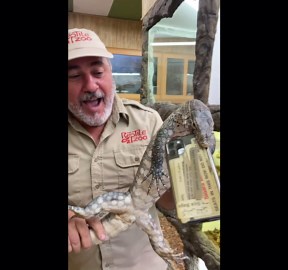 grumpy tegu lizard takes a selfie!