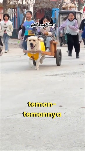 Cart Dog #cutedog #shorts