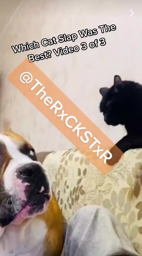 Which Cat Slap Was The Best? Video 3 of 3 | Funny Animals