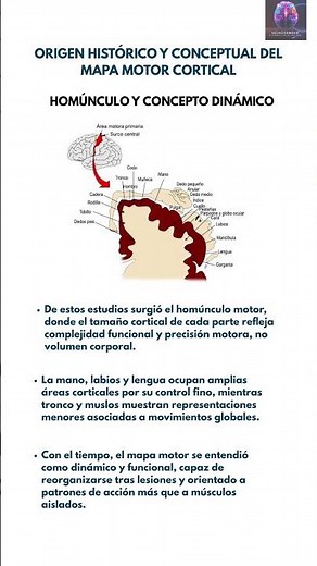 #Neuroscience: Origin of the cortical motor map: homunculus and dynamic concept 🧩