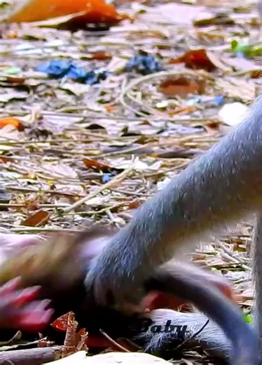 6.4K views · 130 reactions | Oh God.!! What's Happened On Tiny Baby Monkey, It's An Ants Bite Baby So Hurt | Monkey Video | Facebook