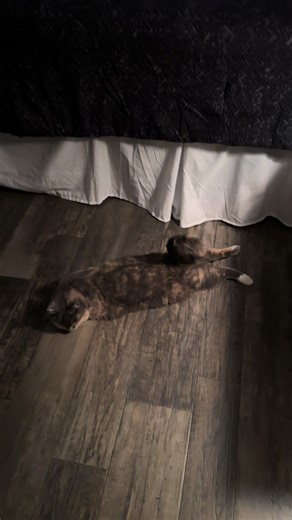 Exploring Our New Apartment with Calliope the Cat