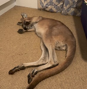 262K views · 10K reactions | We wonder what our darling Monty is waving at in his dreams  | The Kangaroo Sanctuary Alice Springs | Facebook