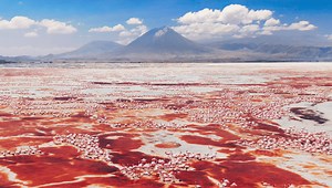 Lake Natron's Flamingos Nest Near Waters Almost As Corrosive As Bleach