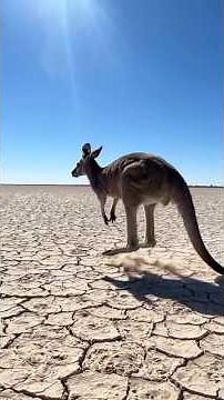 Kangaroo Jumping in Australian Outback 🦘 | Cinematic Wildlife 4K (Dust & Sunlight)