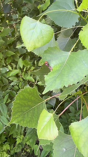 Asian Lady Beetles in Their Natural Habitat