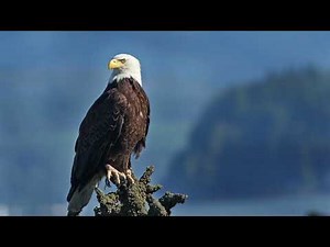 Eagle Screech Sound Effect in HD Quality