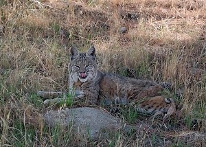 Laws and Regulations for Bobcat Hunting in Kansas