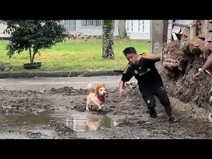 Fake Lion Prank Scares Everyone! Watch Their Hilarious Reactions