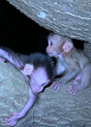 Cute Baby monkey 💕😘 #poormonkey #reelmonkey #videosmonkey #littlemonkey | Monkey Lol