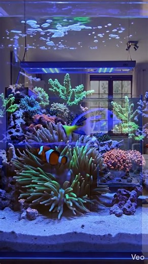 Stunning Reef Tank Setup With Lagoon Style Aquascape #reeflife #reeftank #saltwaterfix #reef #fish