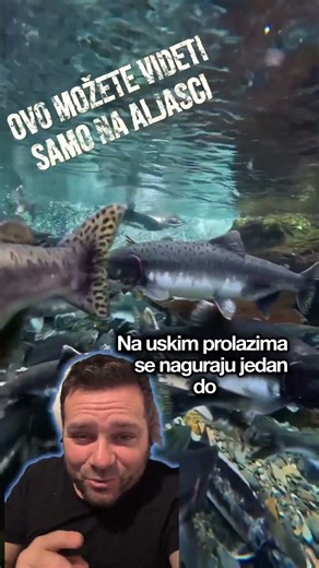 Hiljade lososa svake godine kreću na neverovatno putovanje iz mora se vraćaju u reke da se mreste