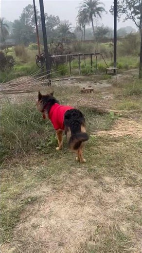 Zoe #dog #germanshepherd #lifeisbutadream#doglife