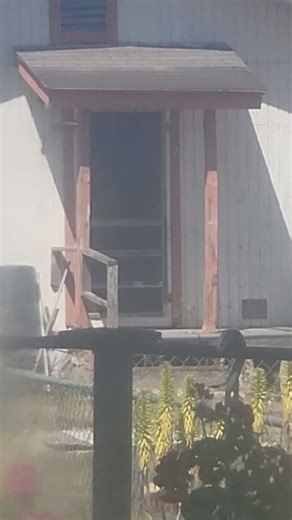 Monitoring lizards looking over here