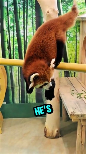 The red panda couldn't escape. 🐼💨