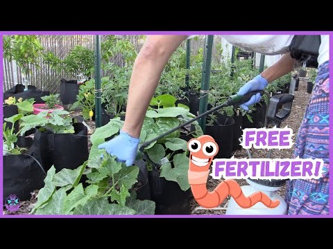 How to Make Worm Compost Tea | FREE Organic Fertilizer