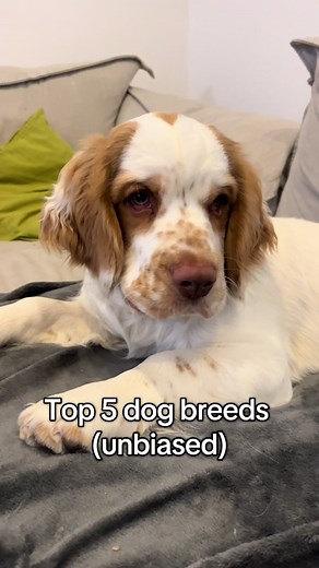 Discover the Unique Clumber Spaniel Dog Breed