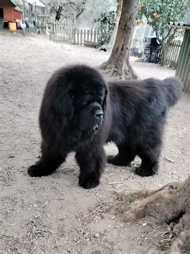 vi presentoi i piccoletti di casa, tutti salvati da situazioni difficili e adottati da adulti❤️ Violetta, Shitzu, 13 anni e mezzo 💗 MIA, barboncina, 10 anni e mezzo 💗 Ziggy, bassotto nano, 10 anni💙 Willy, maltese, 4 anni💙. Non abbiate timore di adottare cani adulti, è incredibile quanta riconoscenza e quanto amore possano donare Quando adotti un cane adulto, salvandolo da situazioni difficili, lo fai ritornare cucciolo, perché vive tutta quella vita che in precedenza gli è stata negata. Prov
