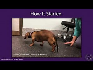 Successful Treatment of Intervertebral Disk Disease in a 3-Year-Old Dachshund with Acupuncture