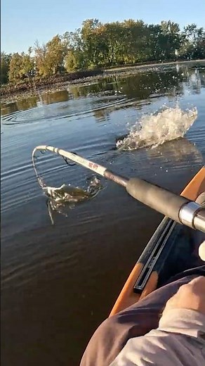 Big Top Water Strike! #shorts #fishing #jump #agressive #pike #angling #kayakfishing #exciting #fun