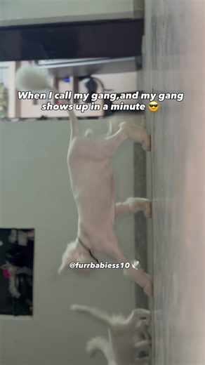 Meri gang😁#catshort #catparentlife #catofinstagram #catofyoutube #catmemes #catvideos #viralreel