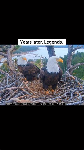 Today marks what many in this community lovingly call Jackie and Shadow’s ceremonial hatchday, an unofficial moment of recognition, not a scientific date, but a meaningful pause all the same. According to Friends of Big Bear Valley, Jackie is believed to be around 14 years old, and Shadow around 12, based on when they first appeared in the Big Bear Valley territory, their plumage development, and known bald eagle life stages. No birth certificates, just years of careful observation and respect f