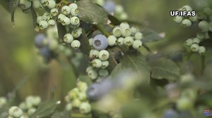 UF researchers create computer program that can determine what tastes good