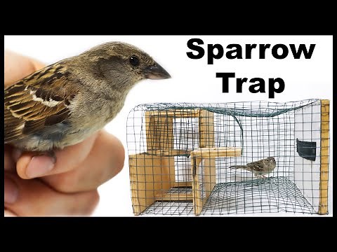 Testing out the Elevator Door Sparrow Trap