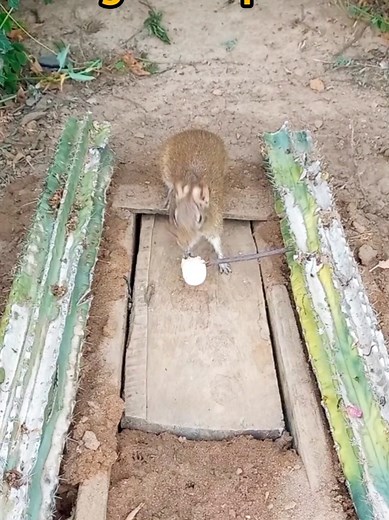 Caçando Preá na Selva: Armadilhas e Dicas de Sobrevivência