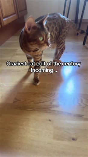 Bengal Cat Edit - Craziest Edit of the Century
