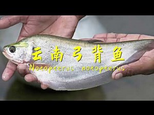 七星刀鱼和它的朋友们七星刀鱼 亚马逊猛鱼 古代飞刀鱼 虎纹刀鱼 观赏鱼