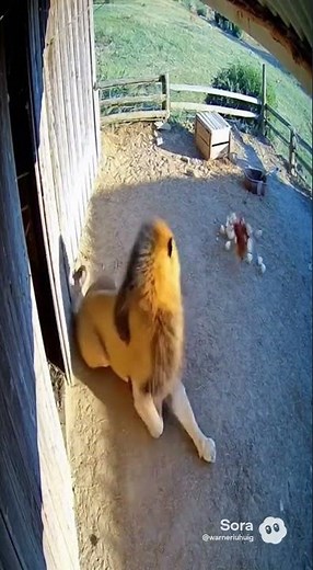 “Unbelievable CCTV: Lion Jumps Like a Cat Over Tiny Mouse!”