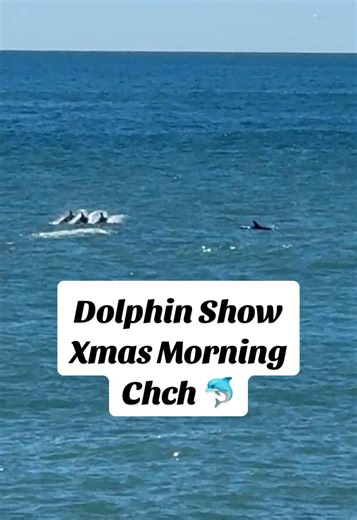 Very incredible dolphin show at New Brighton Beach on Christmas morning, unbelievable and unexpected gift from mother nature to us! Pod of Bottle nosed dolphins having fun doing tricks and flips #dolphins #beachvibes #christchurchnz #amazinganimals #beautifuldestinations