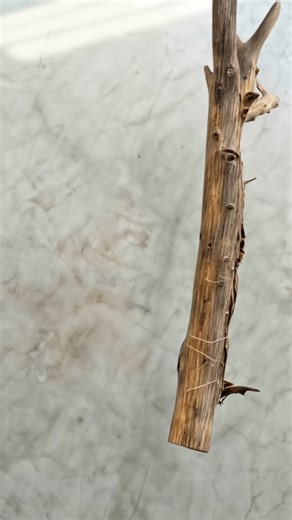 Architect and interior design | Bring Nature Indoors: DIY Driftwood Branch Light Fixture 🪵✨ How to Make It (Step-by-Step): • Choose Your Branch: Look for a unique piece of... | Instagram