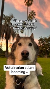 Amir Anwary on Instagram: "Bloat/ Gastric dilatation and volvulus is a terrible condition !! Beware of this guys ! #dogs #veterinarian #learning #siberianhusky #husky #greatdane #boxer #gdv #dog #dogfacts #tips #pettips"