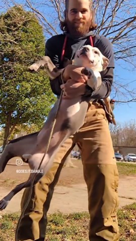 Dangler in Chief on Instagram: "Y'all's favorite dangles countdown part 1. #StayDangling I went back and looked at the most viewed dangles (that weren't puppies and kittens) and most of them had nothing to do with the actual dangle but more the personality of the dog before and after. I really liked that. It really did kind of summarize working in a shelter: unless you pick a dog up and shove it into somebody's face, a lot of times they'll never give them a chance. @libertyoveralls, @bogsfootwea