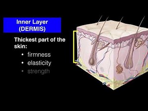 Parts and functions of the Skin