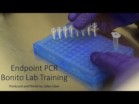Endpoint PCR - Bonito Lab Training