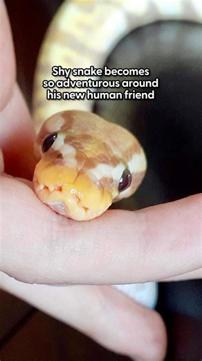 The Dodo | He’s basically a velcro puppy… who prefers to snuggle inside their sleeves! 😂 Kenna told us how ball pythons are usually afraid of humans... | Instagram