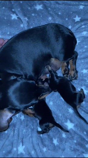 Our mini dachshund gave birth 🥺 #minidachshund #miniaturedachshund #blackandtanpup #sausagedog #sausagedogpuppy #puppy #puppies #dachs