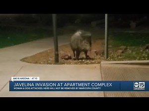 Javelina attacks dog at North Phoenix apartment complex