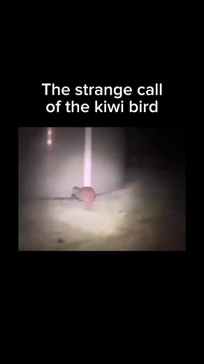 Spooky Kiwi Bird Calls at Night