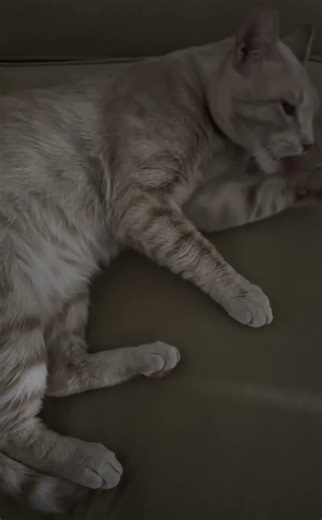 Tubby is a meticulously clean stray #cat please 👍& Subscribe 🐈‍⬛🐈‍⬛ 🐈🥰