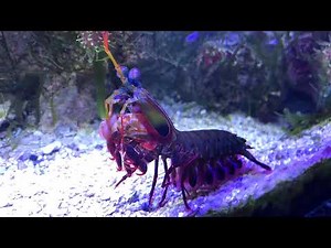 Clown-Fangschreckenkrebs Odontodactylus scyllarus