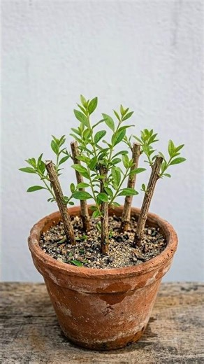 How to grow a henna plant from cuttings