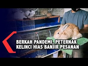 Peternak Kelinci Hias Kebanjiran Pesanan. Apa Penyebabnya?