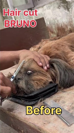 Shitzu hair cut…. Bruno! #shitzu #doghaircut #bruno #trending #viral #youtubeshorts #dogshorts