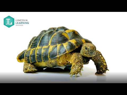 How Animals Help To Solve Human Problems