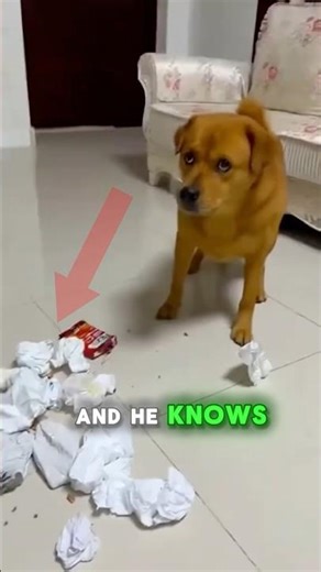 Dog Gets BLAMED for Trash Mess… But He Knows the REAL Culprit 😤🐶