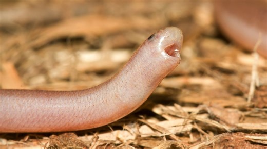 A Female Blind Snake Can Produce Offspring Without Males